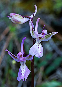 Orchis troodii